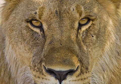 Lion portrait (Panthera leo)