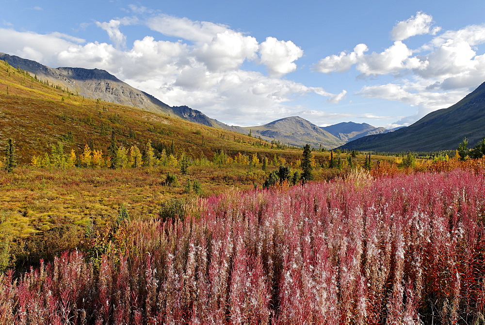 Red fireweed at Tombstone Territorial Park, Dempster Highway, Yukon Territory, Canada