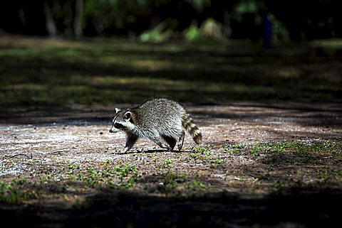 A raccoon (Procyon lotor), Florida, USA, North America