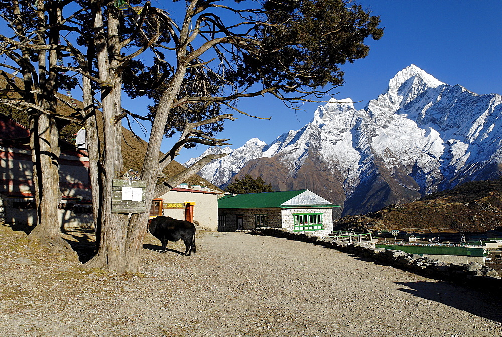 Sherpa village Khumjung with Thamserku (6608), Sagarmatha National Park, Khumbu, Nepal