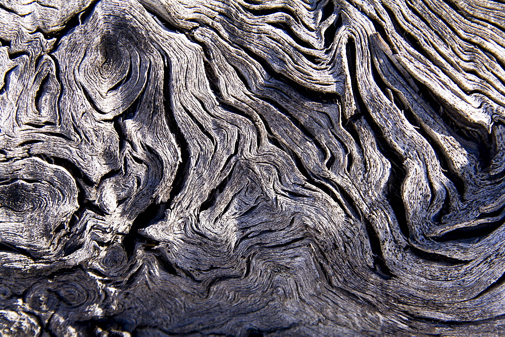 Burl wood, faded, weathered and cracked, Yukon Territory, Canada