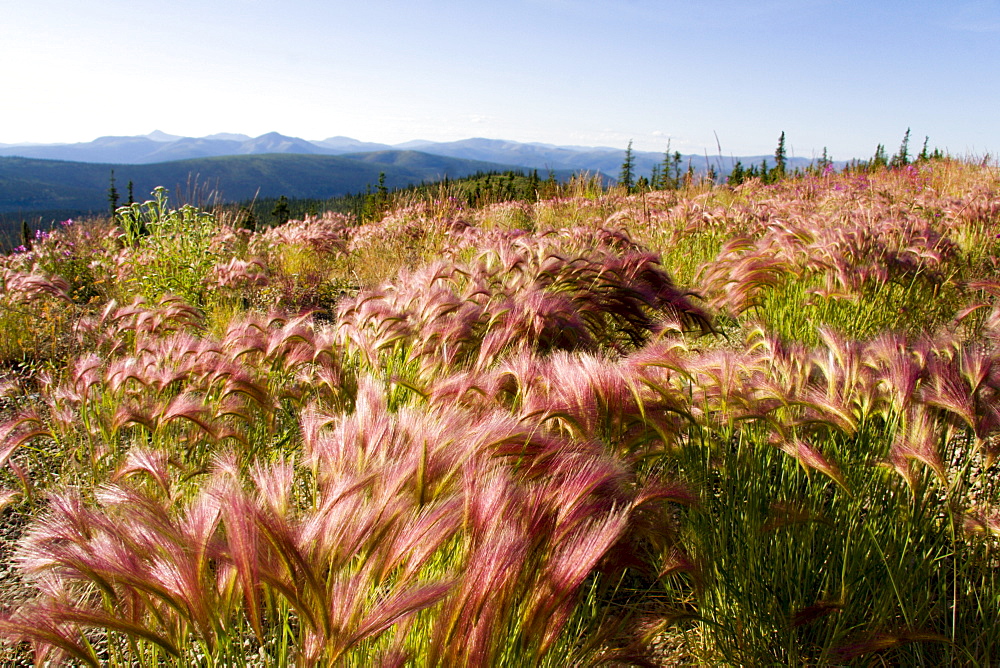 Wind blowing over wild grasses, Top of the World Highway, Yukon Territory, Canada