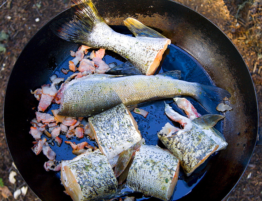 Frying pike over campfire, Yukon Territory, Canada