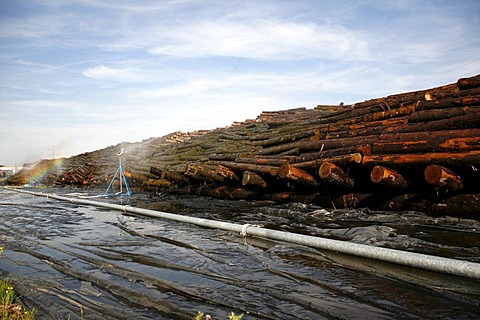 Storage and watering of wooden trunks