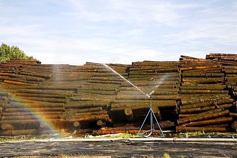 Storage and watering of wooden trunks