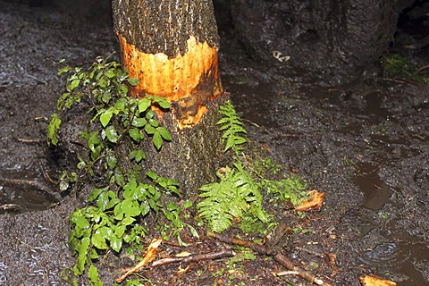 Damaged tree at a rallye