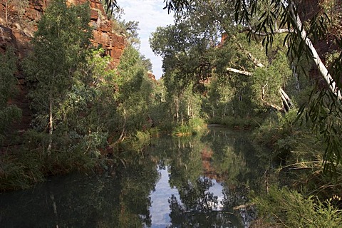 Lonely canyon Dales Gorge Karijini National Park Pilbara region western australia WA