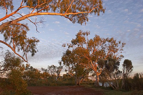 River red gum trees at Deep Reach Pool Millstream Chichester National Park Pilbara region western australia WA