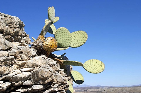 Cactus in Big Bend National Park, Texas, USA