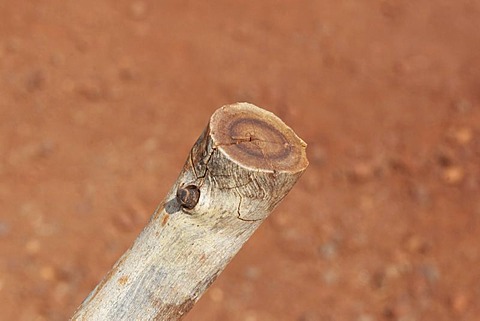 Severed perch of a gum tree snappy gum tree with even breakage Karijini National Park Pilbara western australia WA