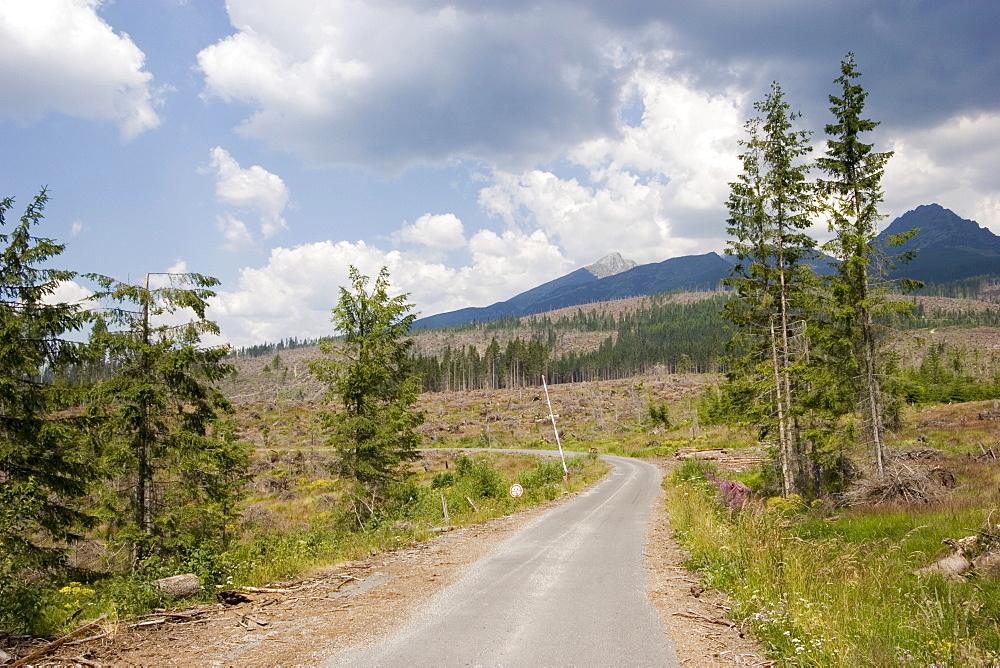 Hurricane damage on the Slovakian side of the High Tatras, almost half of the trees were destroyed by a hurricane on the 19th of November 2004, Slovakia