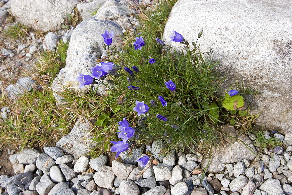 Bellflowers, Slovakia