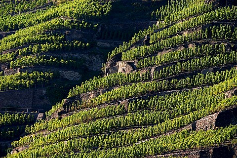 The vineyards near the small town winningen, Rhineland-Palatine, Germany