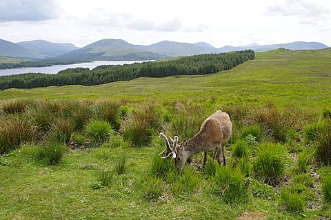 Red Deer (Cervus elaphus), Scottish Highlands, Grampian Mountains, Scotland, United Kingdom