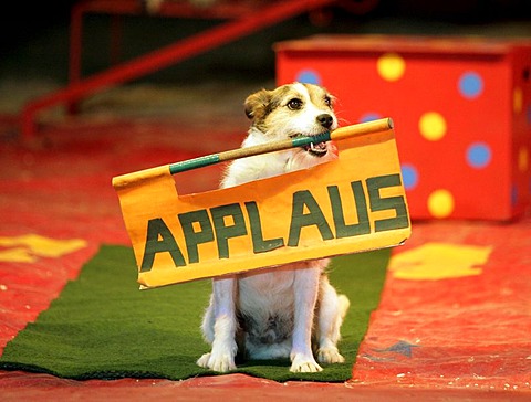 Dog wants to have applause in the circus