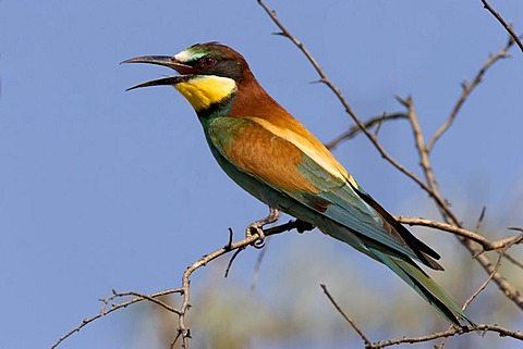Bee eater Merops apiaster