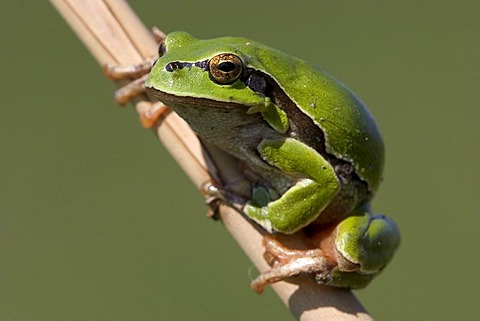 European tree frog Hyla arborea