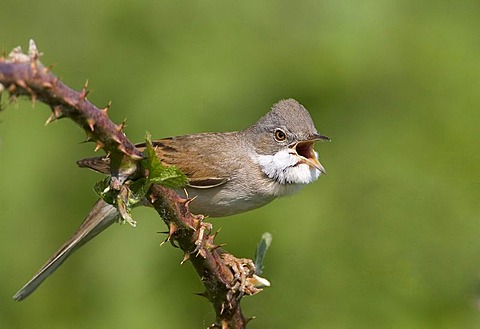 Whitethroat Sylvia communis