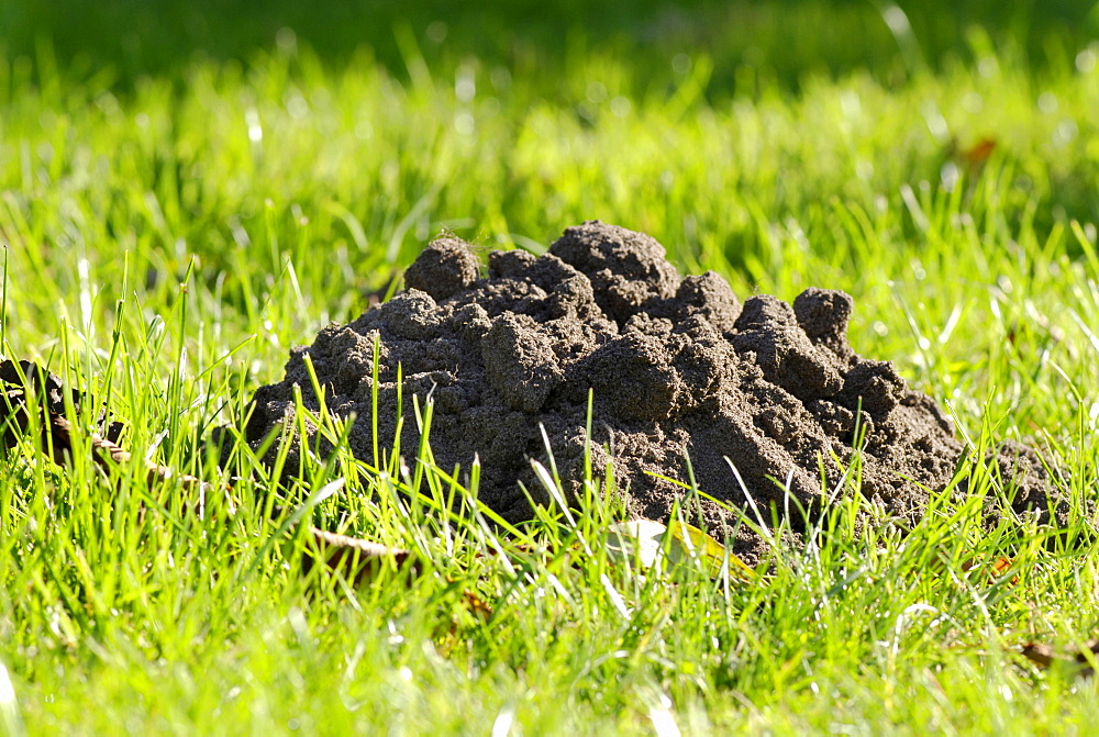 Molehill