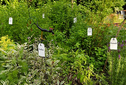 Different kinds of herbs marked by signs in an herb garden