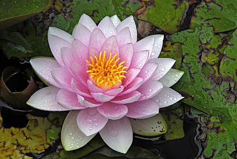 Water lily