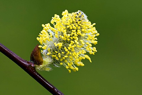 Pussy Willows (Salix caprea, Pendula variety) aka Goat Willow or Great Sallow