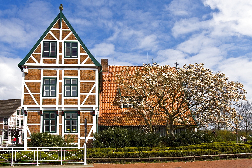 Historic timber framed, timber-frame town hall and blossoming Saucer Magnolia tree (Magnolia â—Š soulangeana), Jork, Altes Land, Lower Saxony, Germany, Europe