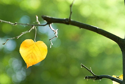 Golden autumn leaf in shape of a heart