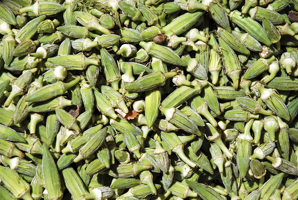 Okra (Abelmoschus esculentus)