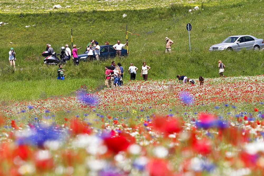 Flowering meadow viewed by tourists, Piano Grande or Great Plain, Monti Sibillini National Park near the village of Castelluccio, Umbria, Italy, Europe