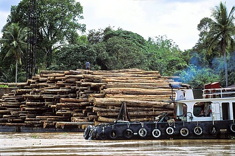 Barge loaded with logs for shipping, destruction of the rainforest, deforestation, Borneo, Southeast Asia