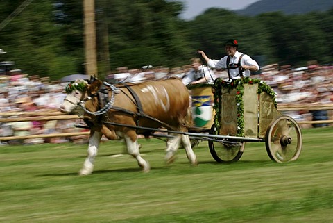 First oxrace of Bichl, August 8th 2004, Upper Bavaria, Germany