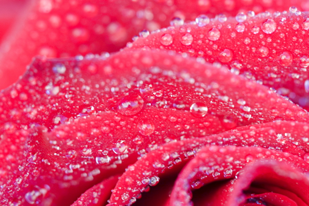 Detail shot of a rose, Vulkaneifel, Germany, Europe