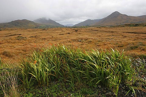 Mountain-landscape at Letterfrack , Connemara , Connacht , Ireland , Europe