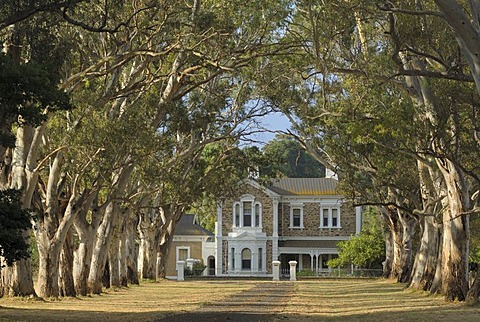 Avenue in the Adelaide Hills, Adelaide, South Australia, Australia