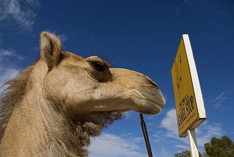 Camel safari, Alice Springs, Northern Territory, Australia