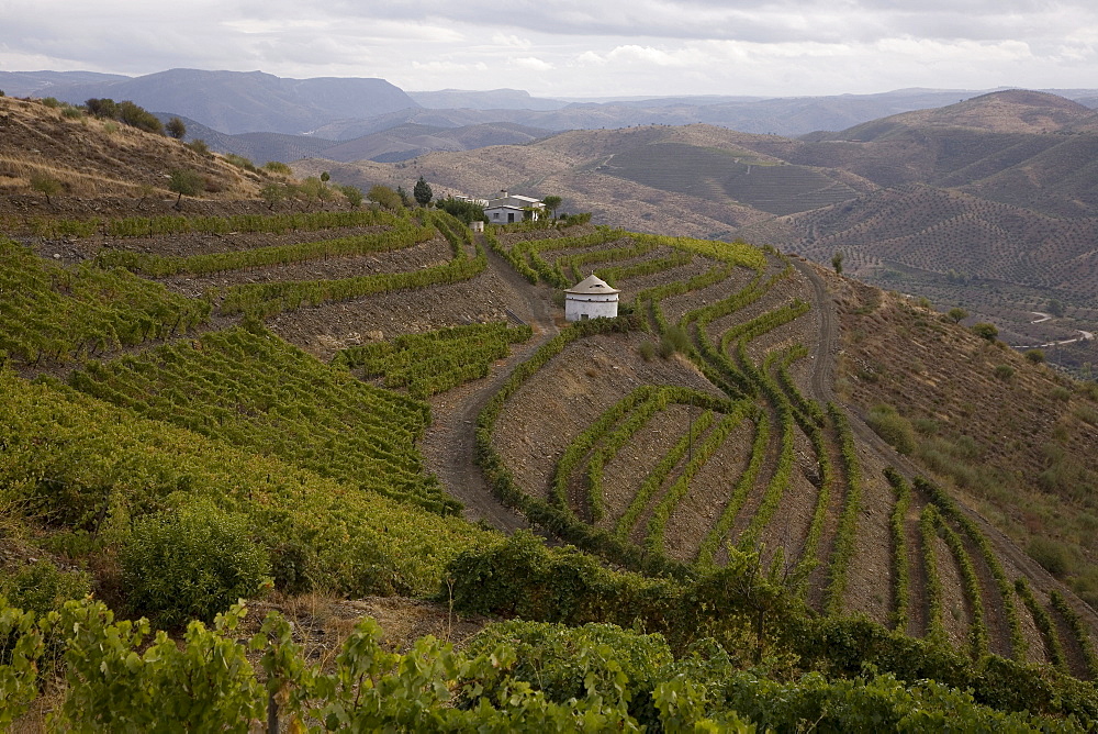 Vineyards of the Oenologist, Rui Madeira, of the CARM and VDS cellars, in the region of the Douro Superior, North Portugal, Portugal, Europe