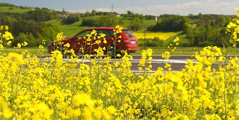 Car driving past a rape field, symbolic picture for bio fuel