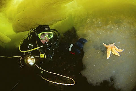 Diver and Common Starfish (Asterias rubens), ice-diving, White Sea, Karelia, north Russia, Arctic