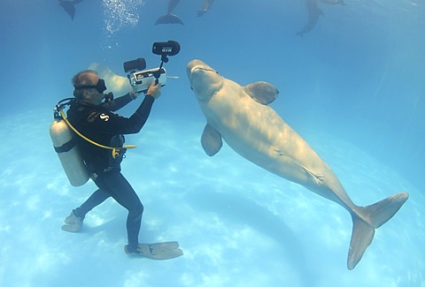 Diver and Beluga, White whale (Delphinapterus leucas), dolphinarium, Odessa, Ukraine, Europe