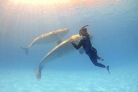 Freediver and Beluga, White whale (Delphinapterus leucas), Dolphinarium, Odessa, Ukraine, Europe