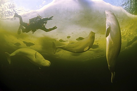 Diver and Belugas, White whales (Delphinapterus leucas), ice-diving in White Sea, Karelia, north Russia, Arctic