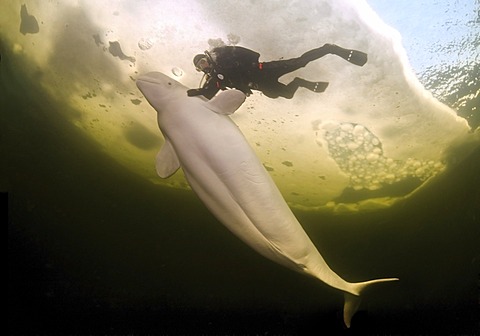 Diver and Belugas, White whales (Delphinapterus leucas), ice-diving in White Sea, Karelia, north Russia, Arctic