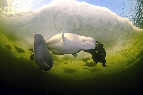 Diver and Belugas, White whales (Delphinapterus leucas), White Sea, Kareliya, north Russia, Arctic