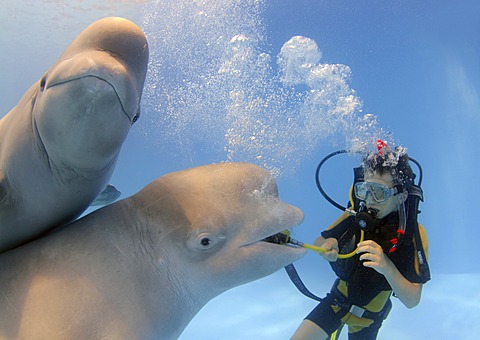 Diver and Belugas, White whales (Delphinapterus leucas), Dolphinarium, Odessa, Ukraine, Europe