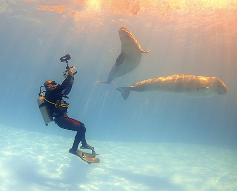 Diving cameraman and Beluga, White whale (Delphinapterus leucas), Dolphinarium, Odessa, Ukraine, Europe