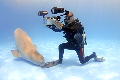 Video-operator and Beluga, White whale (Delphinapterus leucas), dolphinarium, Odessa, Ukraine, Eastern Europe