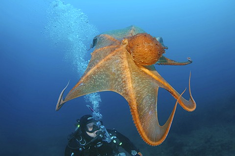 Giant Pacific octopus or North Pacific Giant octopus (Enteroctopus dofleini), Japan Sea, Far East, Primorsky Krai, Russian Federation