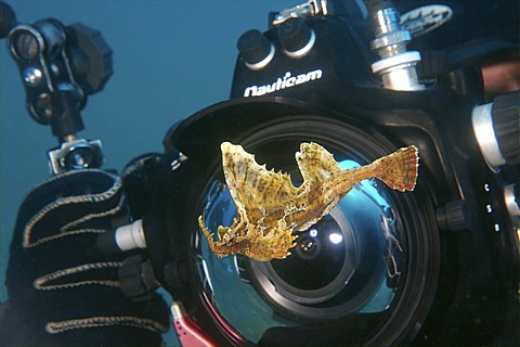 Barbed hunchback poacher (Agonomalus proboscidalis), Japan Sea, Primorsky Krai, Russian Federation, Far East