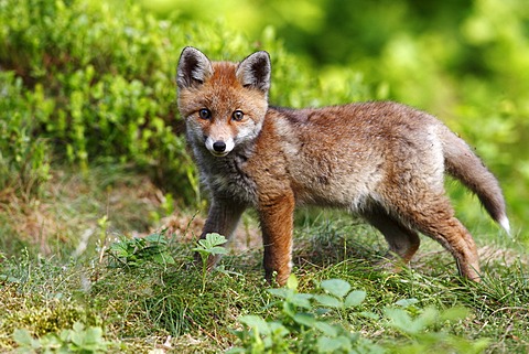 Red fox (Vulpes vulpes), watchful cub standing in a meadow